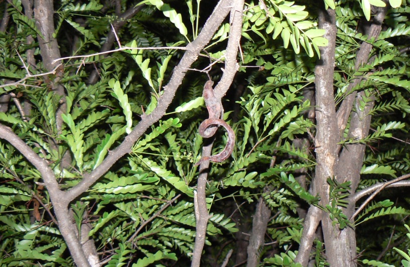サイカチ（通称カブトムシ）の木__今は未だカブトムシの気配無し_2021年5月24日_20時15分 気温23度